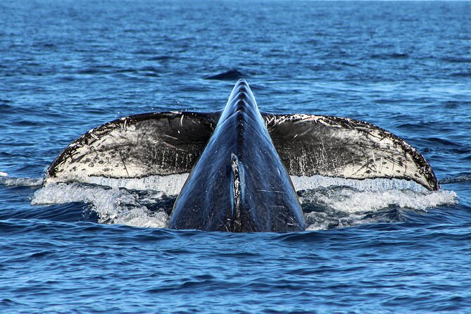 Sunrise Whale Watching boat tour with marine biologist - Shoreline views, reef fish, and seasonal birds