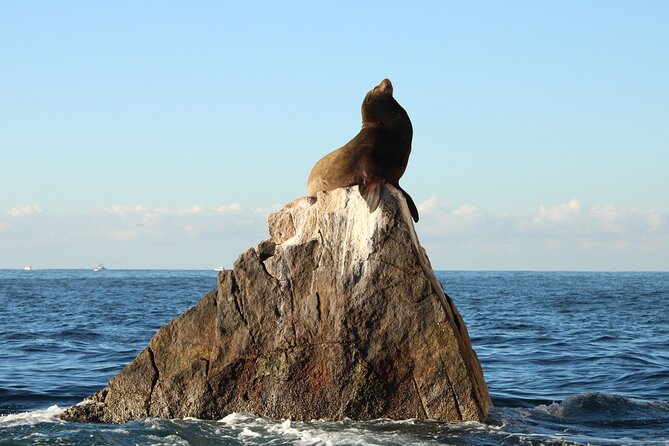 Sunrise Whale Watching boat tour with marine biologist - The Arch and sea lions finish the morning