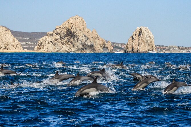 Sunrise Whale Watching boat tour with marine biologist - What the $129 price includes