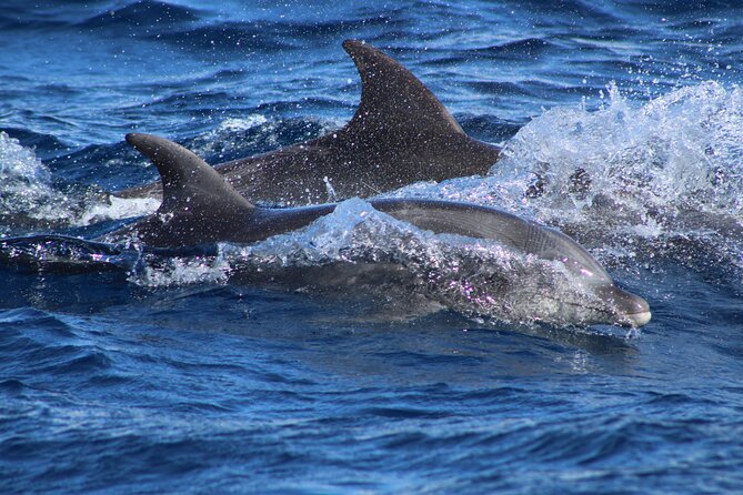 Sunrise Whale Watching boat tour with marine biologist - Practical details before you book
