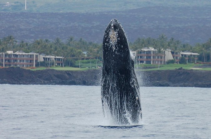 Sunset Cruise with the Whales on our Sailing Catamaran - The hydrophone is the cruises special touch