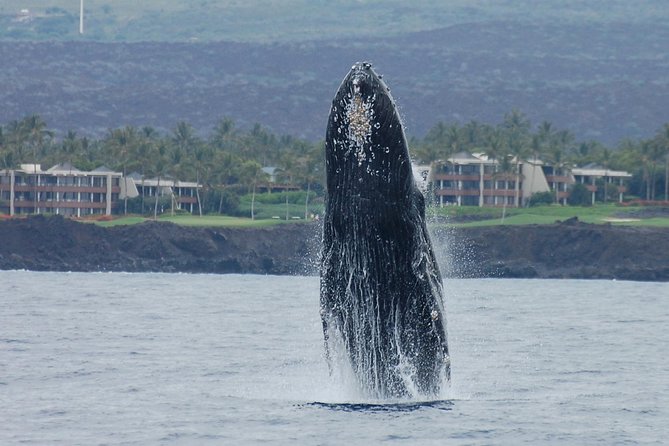 Sunset Cruise with the Whales on our Sailing Catamaran - Booking timing, weather, and cancellation