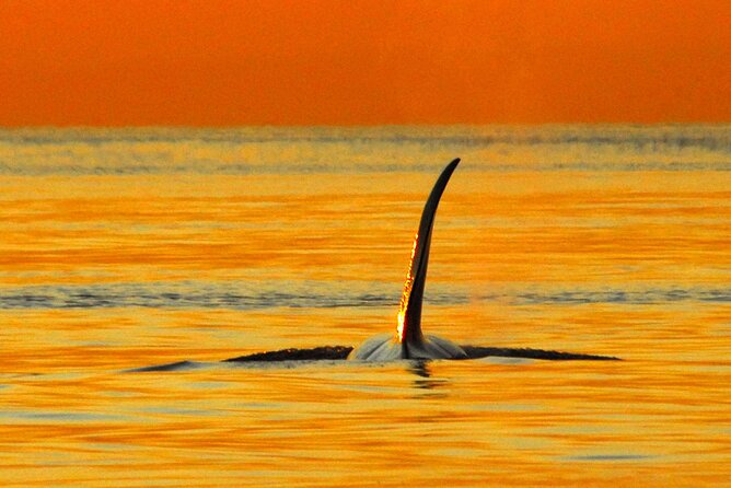 Sunset Whale and Wildlife Adventure in Cowichan Bay - The fast run toward the whale grounds