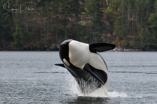 Sunset Whale and Wildlife Adventure in Cowichan Bay - Watching orcas move through the Salish Sea