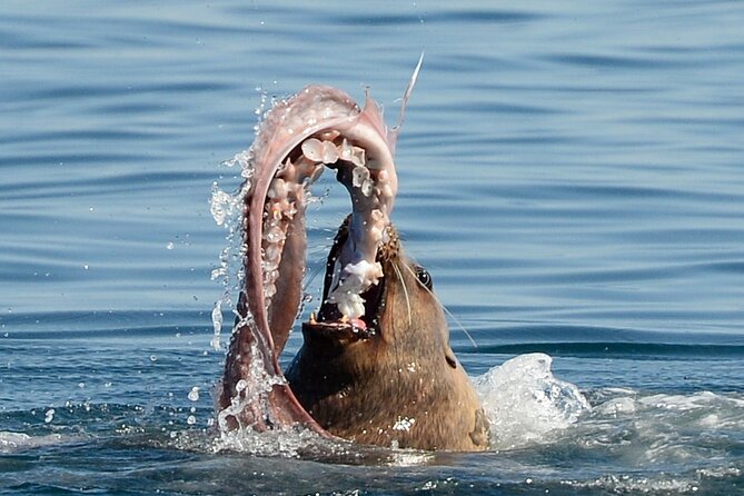Sunset Whale and Wildlife Adventure in Cowichan Bay - Sunset photography and what you can realistically capture