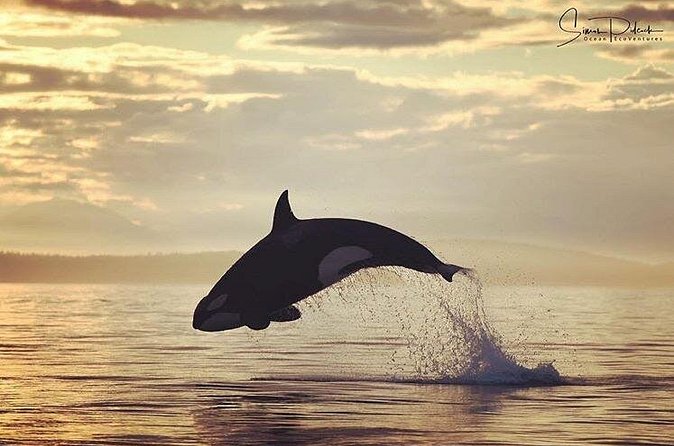 Sunset Whale and Wildlife Adventure in Cowichan Bay - Comfort, safety, and the honest drawbacks