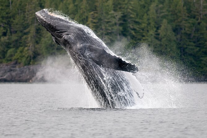 Sunset Whale and Wildlife Adventure in Cowichan Bay - Is $159.09 a fair price?