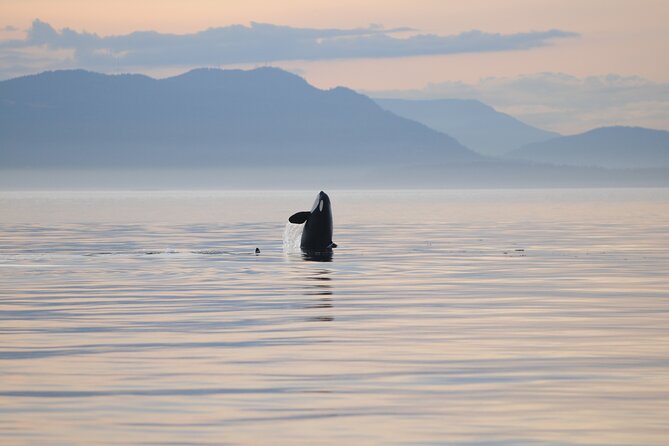 Sunset Whale and Wildlife Adventure in Cowichan Bay - Pausing at reefs, kelp, and seal habitat