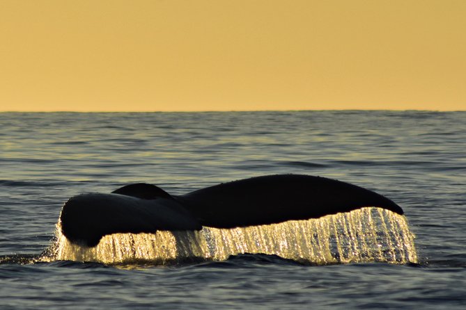Sunset Whale Cruise in Cabo San Lucas - A sunset whale search from Cabo San Lucas