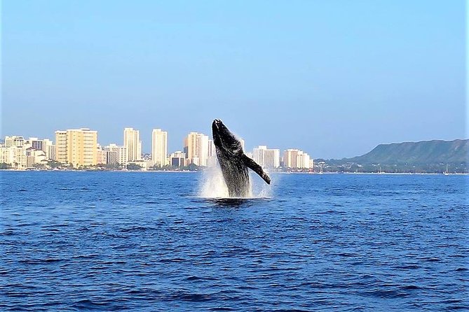 Sunset Whale Watch in Waikiki, Whales Guaranteed or Free Return - What this Waikiki whale watch is really like