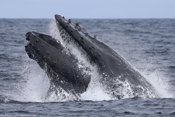 Sunset Whale Watch Tour in Monterey - Why Monterey Bay is a strong place for a whale watch