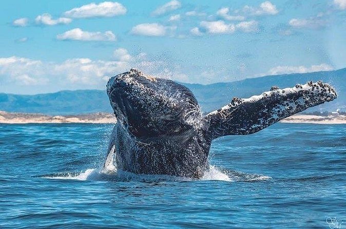 Sunset Whale Watch Tour in Monterey - The wildlife you might see