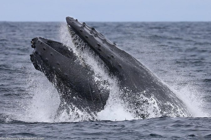 Sunset Whale Watch Tour in Monterey - Staying comfortable on the Pacific
