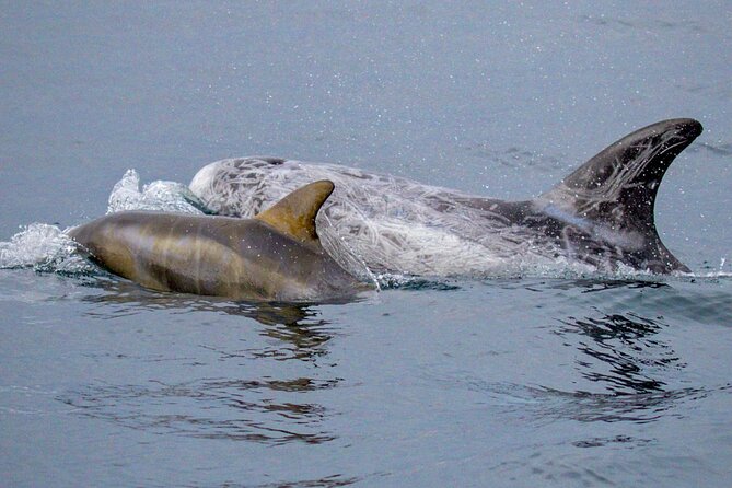 Sunset Whale Watch Tour in Monterey - What the three-hour cruise feels like