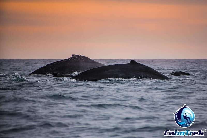 Sunset Whale Watching Cruise in Cabo San Lucas - Key points at a glance