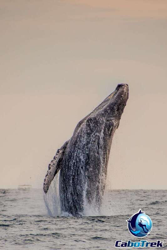 Sunset Whale Watching Cruise in Cabo San Lucas - Why this evening cruise works so well