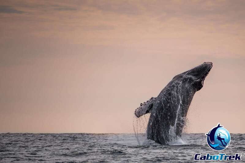 Sunset Whale Watching Cruise in Cabo San Lucas - Learning from a marine biologist