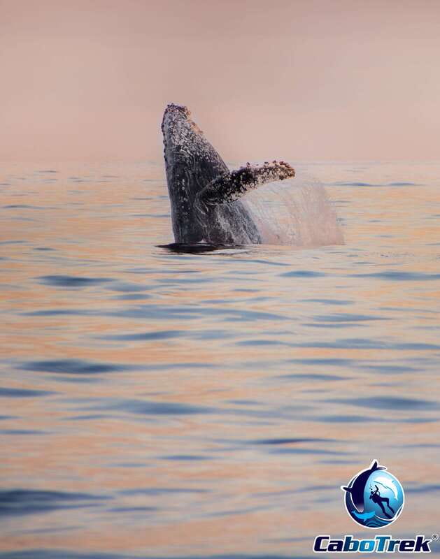 Sunset Whale Watching Cruise in Cabo San Lucas - Listening for a humpback song