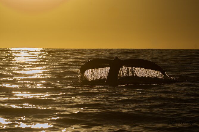 Sunset Whale Watching in Cabo San Lucas - Why the sunset setting matters