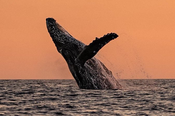 Sunset Whale Watching in Cabo San Lucas - A careful approach to wildlife