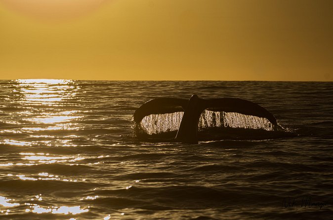 Sunset Whale Watching in Cabo San Lucas - What the two hours feel like