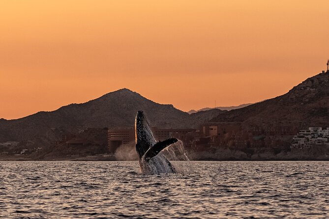 Sunset Whale Watching in Cabo San Lucas - Is $140 a fair price?