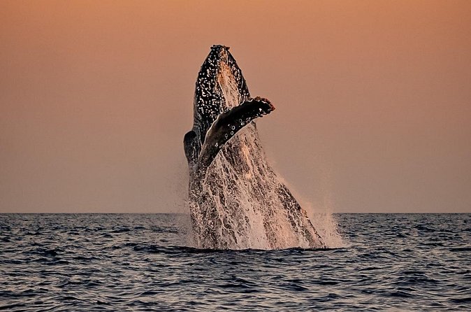Sunset Whale Watching in Cabo San Lucas - Who will enjoy this trip most