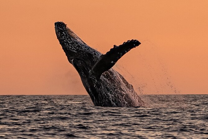 Sunset Whale Watching in Cabo San Lucas - Practical details before you book