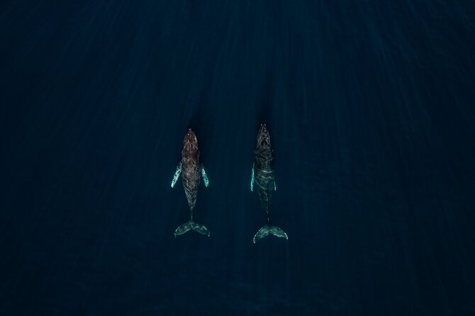Sunset Whale Watching in Cabo San Lucas - Watching whales near El Arco