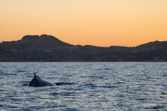 Sunset Whale Watching in San Jose del Cabo - Key points to know before booking