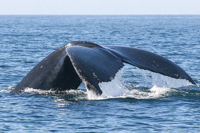 Sunset Whale Watching in San Jose del Cabo - Why sunset changes the whale-watching experience