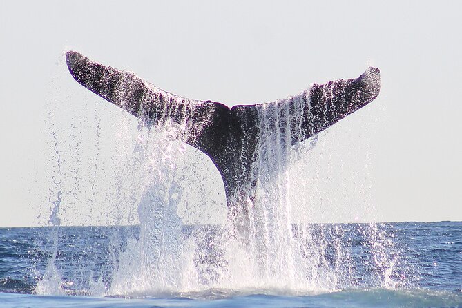 Sunset Whale Watching in San Jose del Cabo - What the Sea of Cortez portion includes
