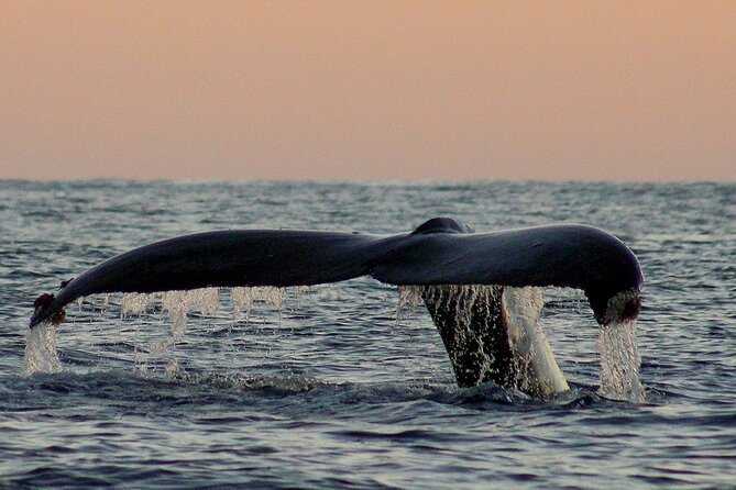 Sunset Whale Watching in San Jose del Cabo - The value of $100 per person