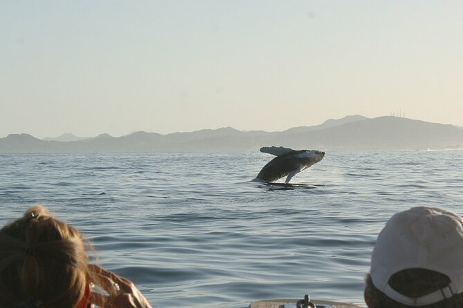 Sunset Whale Watching in San Jose del Cabo - How to think about the wildlife risk