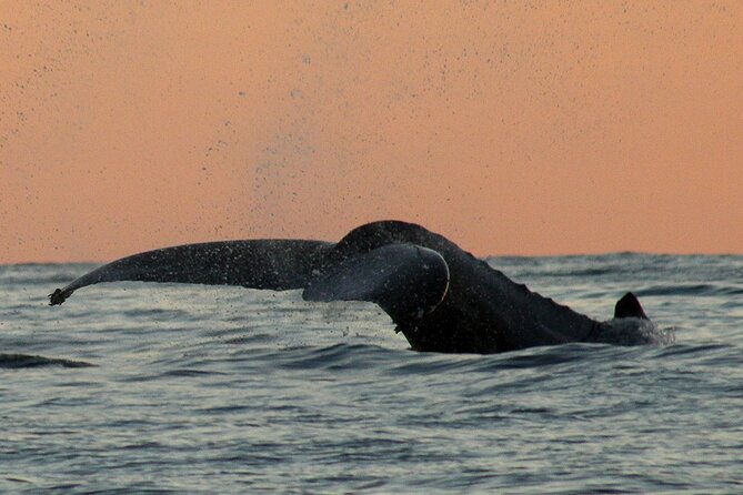 Sunset Whale Watching in San Jose del Cabo - Booking timing, weather, and cancellations