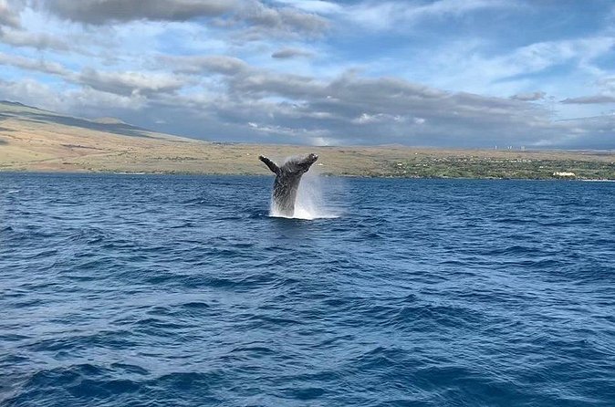 Sunset Whale Watching Shared Activity - The crew adds context without turning the trip into a lecture