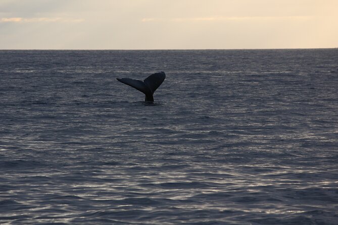 Sunset Whale Watching Shared Activity - Snacks, drinks, and the BYOB option