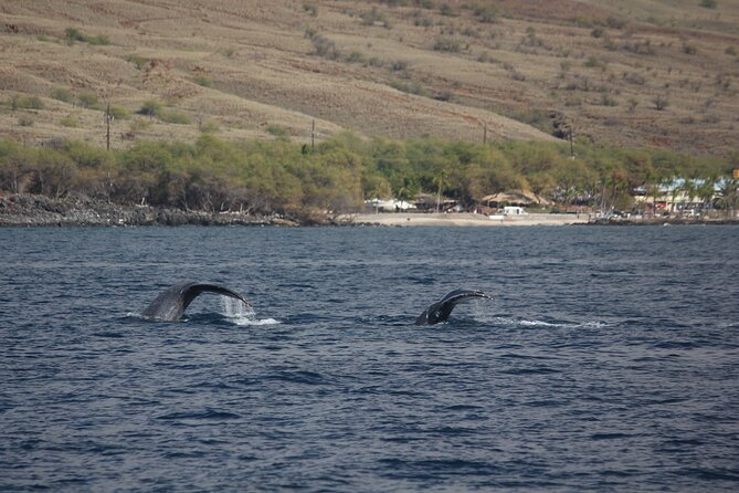 Sunset Whale Watching Shared Activity - Who will get the most from this trip