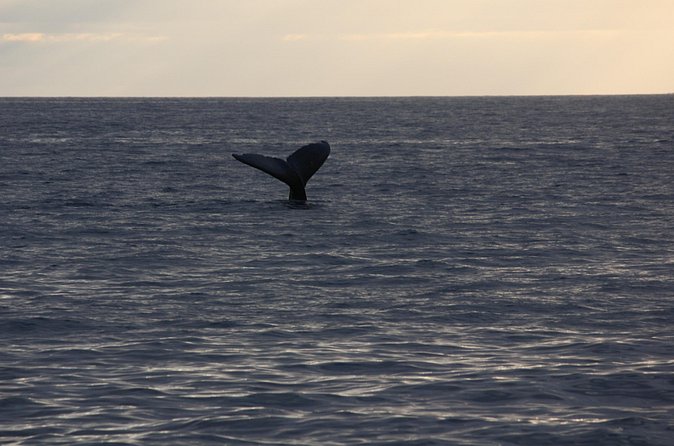 Sunset Whale Watching Shared Activity - Value at $157.18 per person