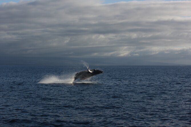 Sunset Whale Watching Shared Activity - Searching the Kohala Coast for humpbacks