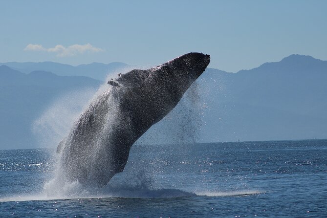 Sunsets and Whales Mega Yachts ALL INCLUSIVE: Puerto Vallarta - Whale season and the best time to book