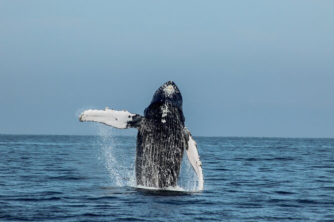 Sunsets and Whales Mega Yachts ALL INCLUSIVE: Puerto Vallarta - Cancellation and weather details