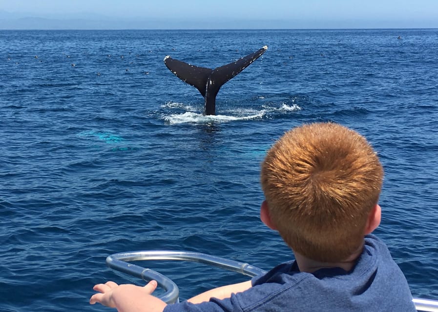 Superior 2hr Private Whale & Dolphin Watching Newport Beach - Key points at a glance