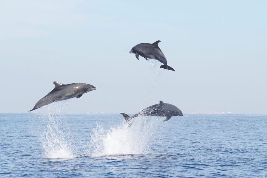 Superior 2hr Private Whale & Dolphin Watching Newport Beach - Why a six-person boat changes Newport Beach whale watching