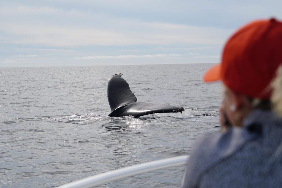 Superior 2hr Private Whale & Dolphin Watching Newport Beach - What the stabilized catamaran feels like