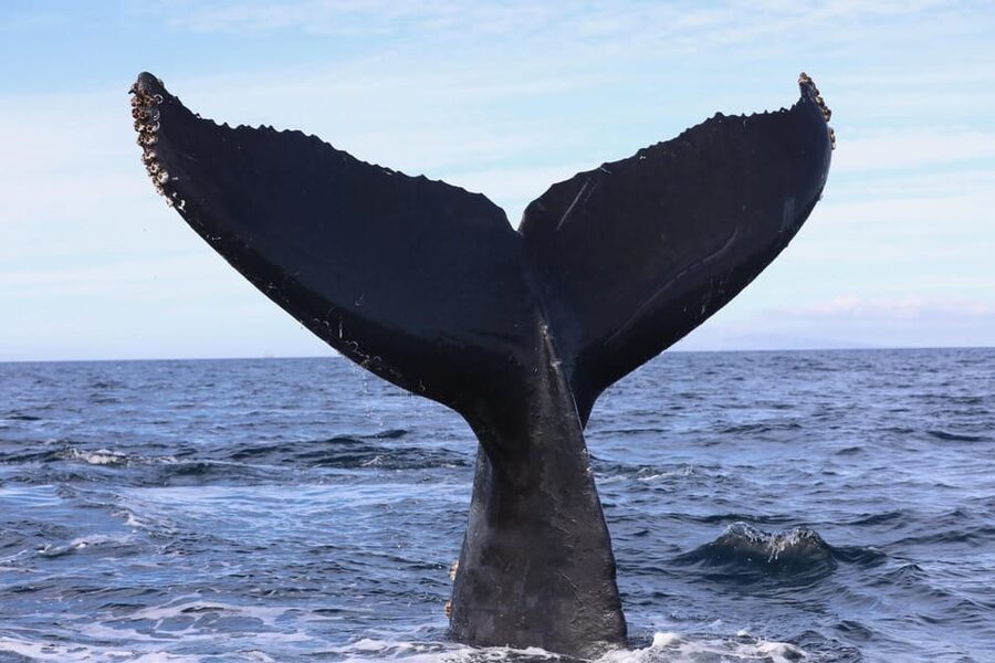 Superior 2hr Private Whale & Dolphin Watching Newport Beach - Dolphins are often the main event