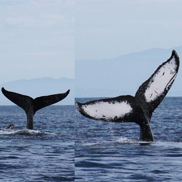 Superior 2hr Private Whale & Dolphin Watching Newport Beach - The guide makes the private format worthwhile
