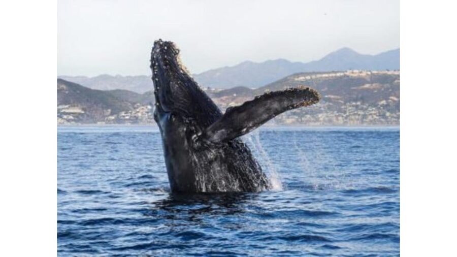 Superior 2hr Private Whale & Dolphin Watching Newport Beach - Is $495 a fair price?