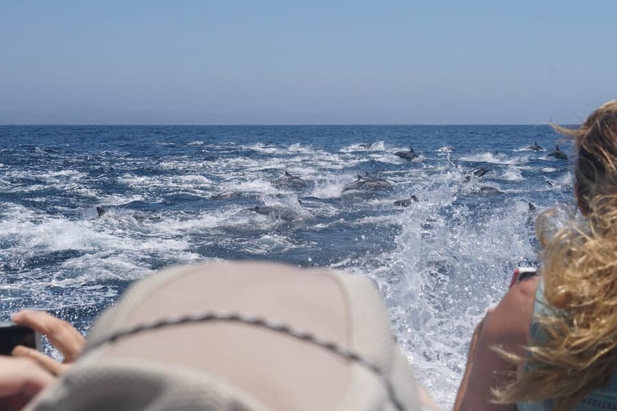 Superior 2hr Private Whale & Dolphin Watching Newport Beach - Meeting Captain Nick at 508 South Bay Front