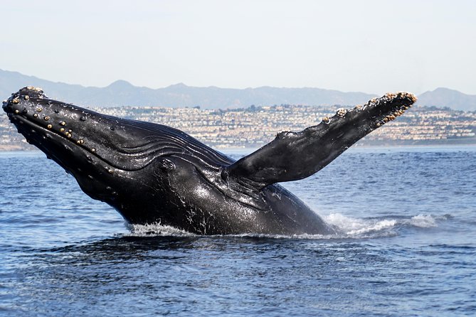 Supreme 2hr Whale/Dolphin Watching Newport Beach, 6 person max - Why the six-person boat changes the experience